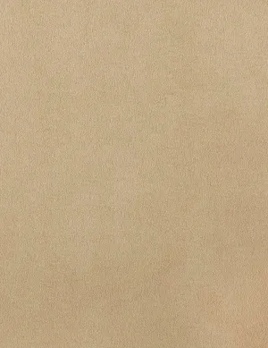 Sydney-camel
